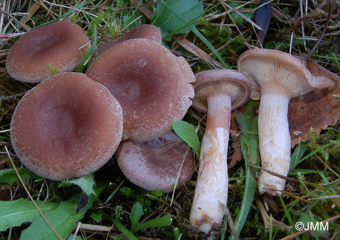 Lactarius glyciosmus