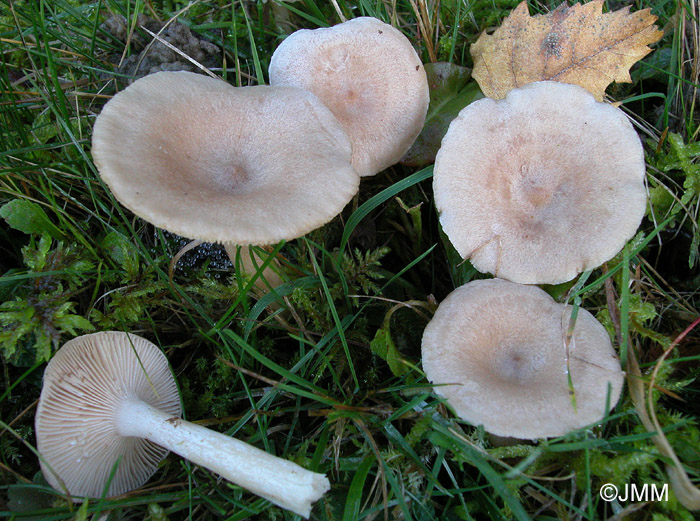 Lactarius glyciosmus