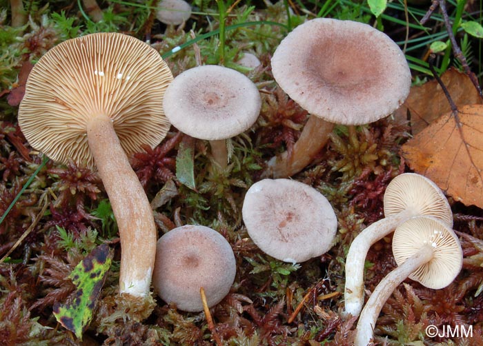 Lactarius glyciosmus