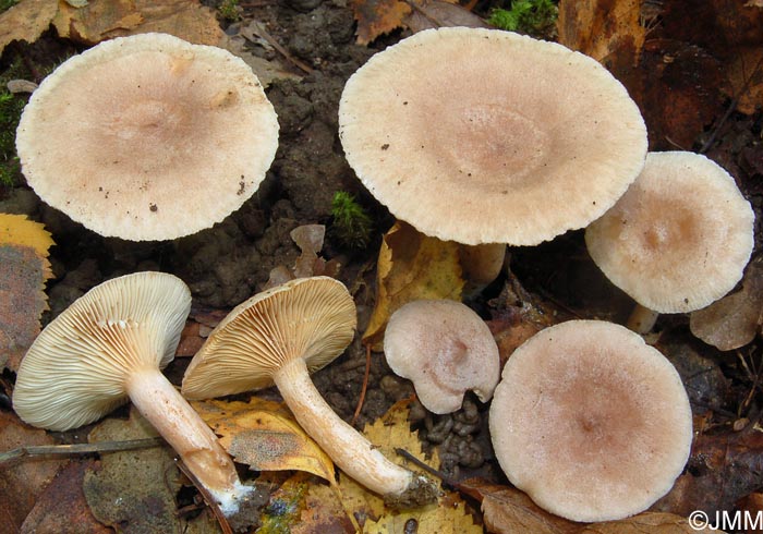 Lactarius glyciosmus