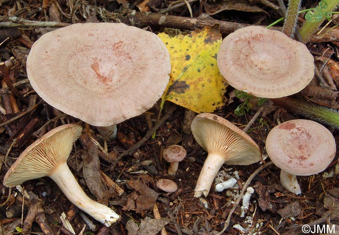 Lactarius glyciosmus