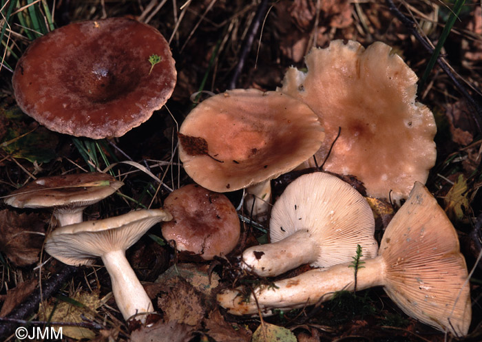 Lactarius helodes 