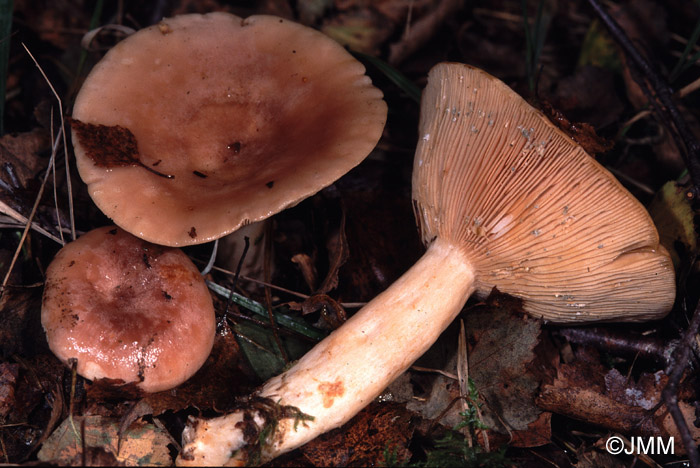 Lactarius helodes 