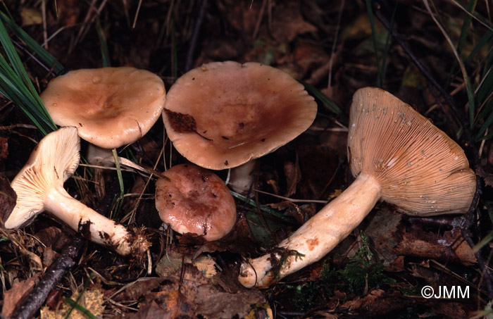 Lactarius helodes 