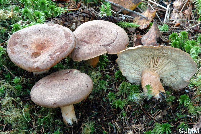 Lactarius helvus