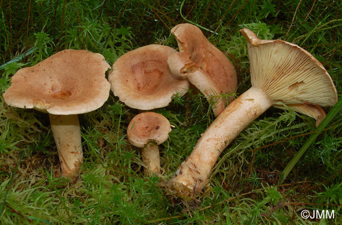 Lactarius helvus