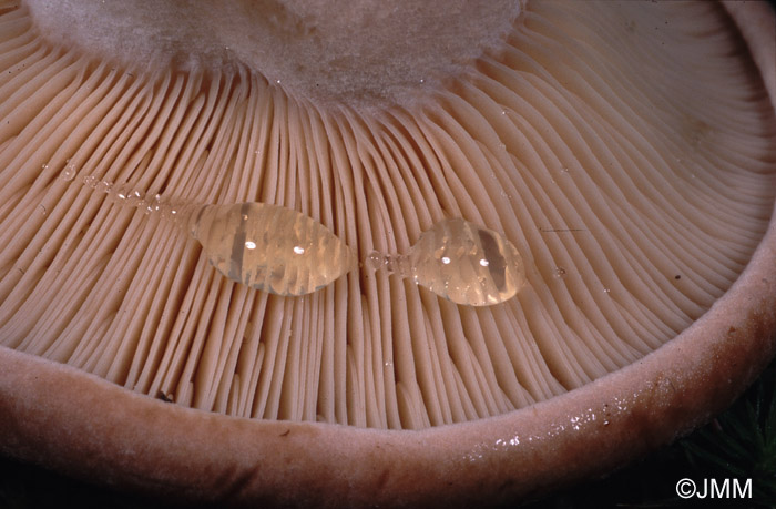 Lactarius helvus : lait aqueux