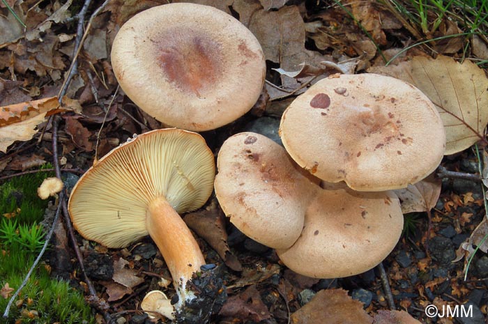 Lactarius helvus