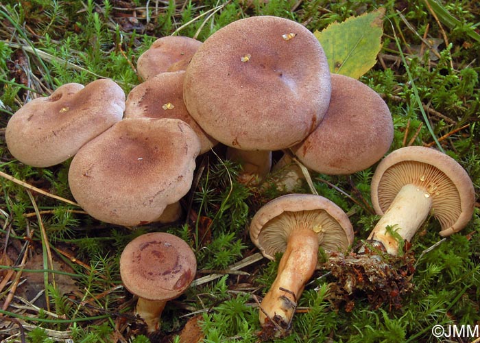 Lactarius helvus