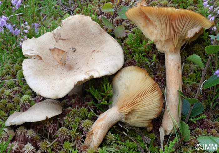 Lactarius helvus