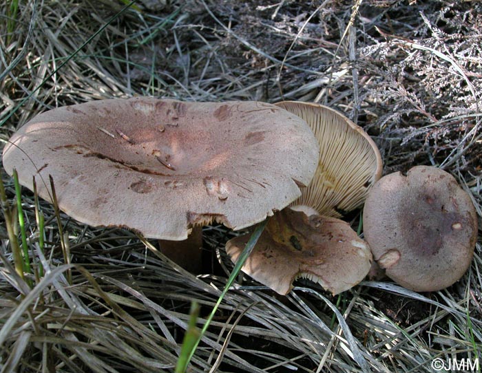 Lactarius helvus