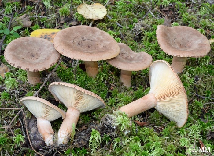 Lactarius helvus