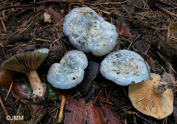 Lactarius hemicyaneus