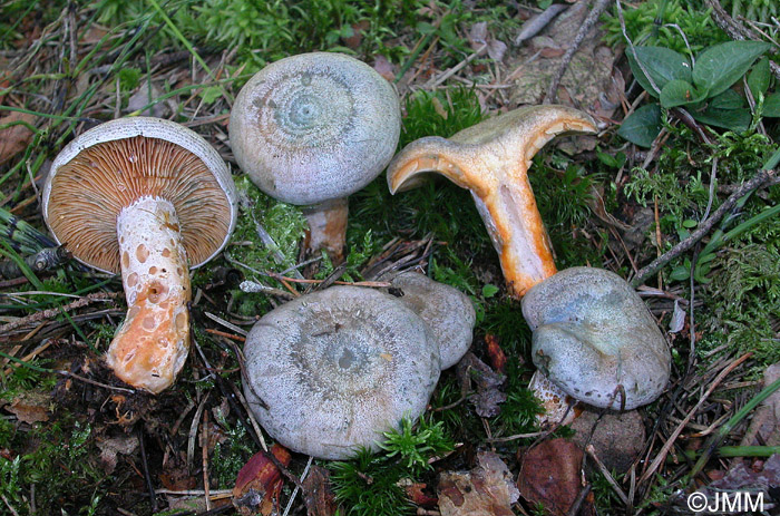 Lactarius hemicyaneus