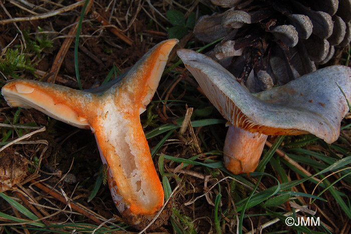 Lactarius hemicyaneus