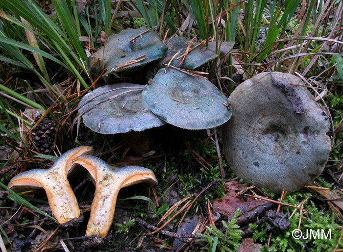 Lactarius hemicyaneus