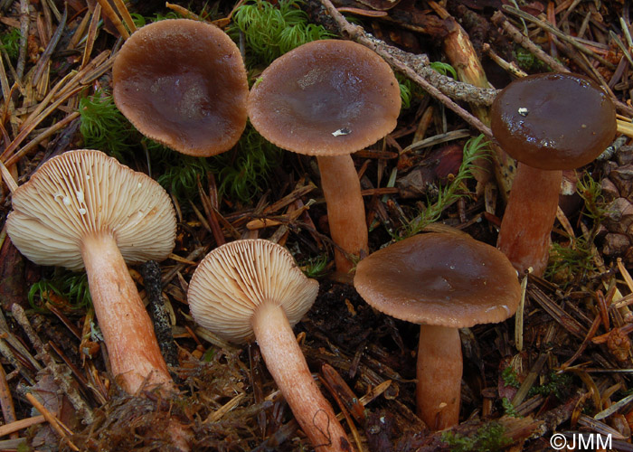 Lactarius hepaticus