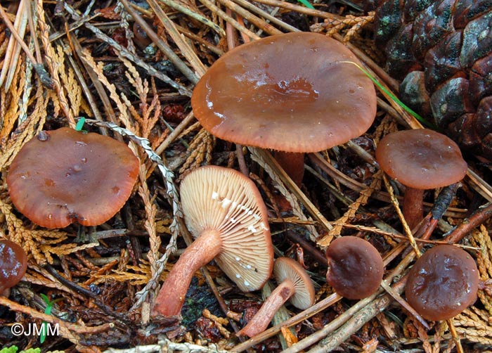 Lactarius hepaticus