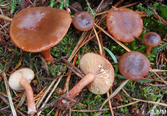 Lactarius hepaticus