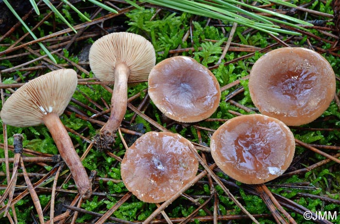 Lactarius hepaticus