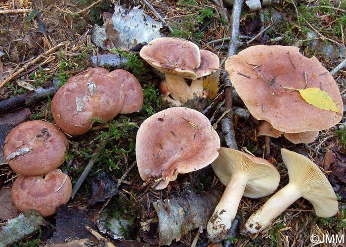 Lactarius hysginus