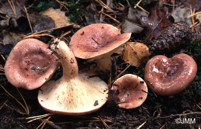 Lactarius hysginus