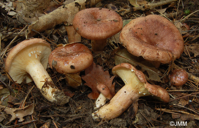 Lactarius hysginus 