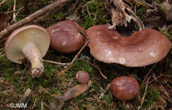 Lactarius hysginus 