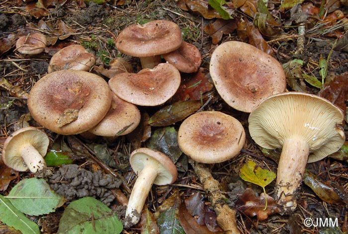 Lactarius hysginus