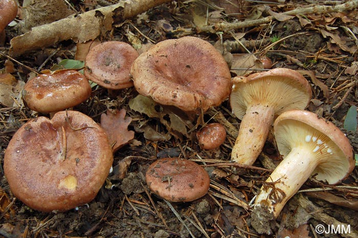 Lactarius hysginus