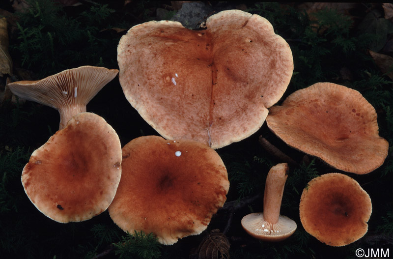 Lactarius ichoratus