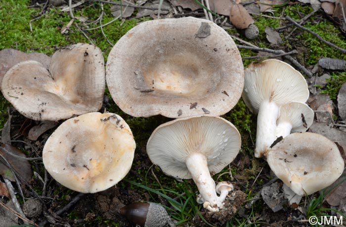 Lactarius ilicis