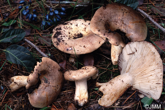 Lactarius ilicis