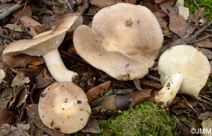 Lactarius ilicis