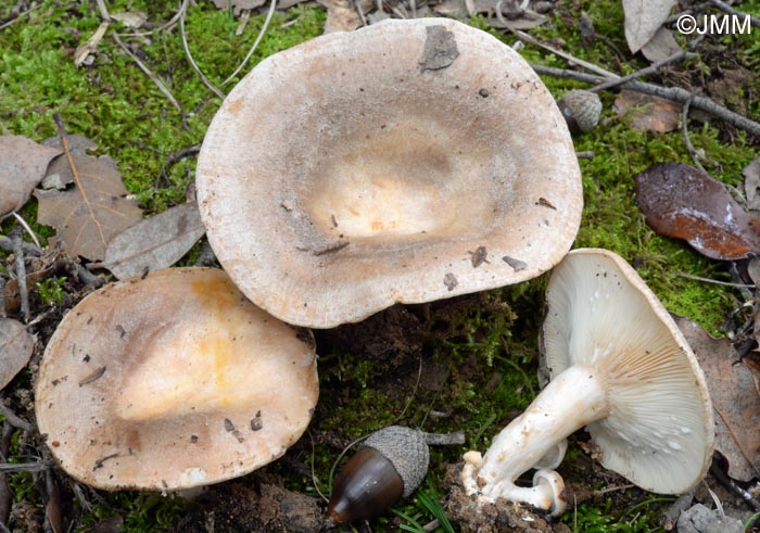 Lactarius ilicis