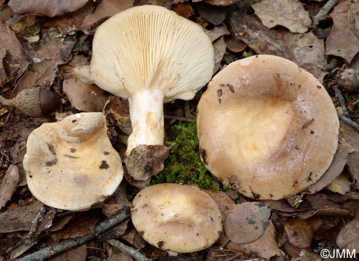 Lactarius ilicis