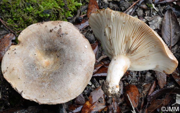 Lactarius ilicis