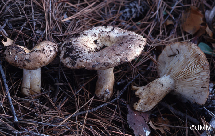 Lactarius ilicis