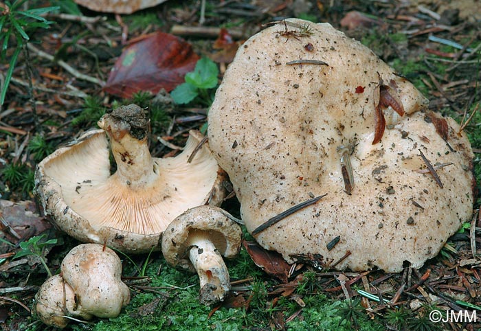 Lactarius illyricus