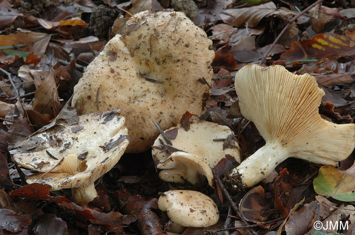 Lactarius illyricus