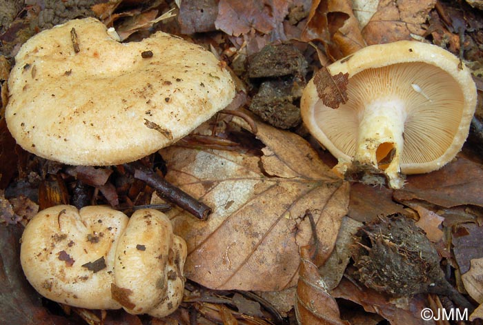 Lactarius illyricus