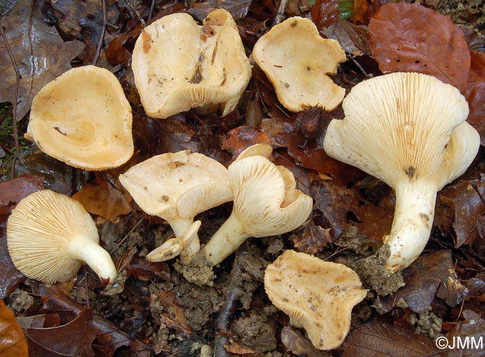 Lactarius illyricus