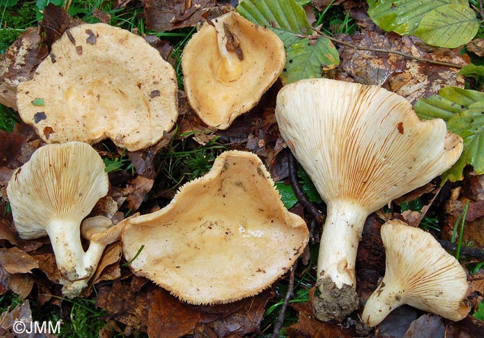 Lactarius illyricus