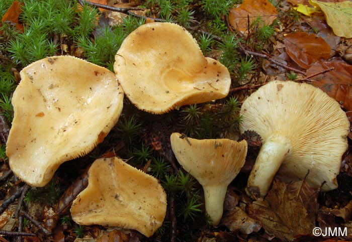 Lactarius illyricus