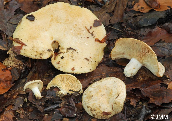 Lactarius illyricus