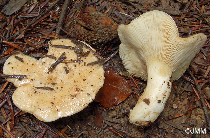 Lactarius illyricus