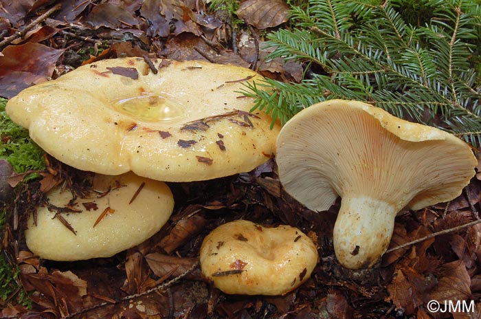 Lactarius intermedius