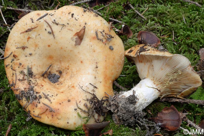 Lactarius intermedius