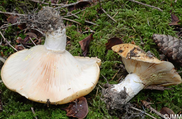 Lactarius intermedius