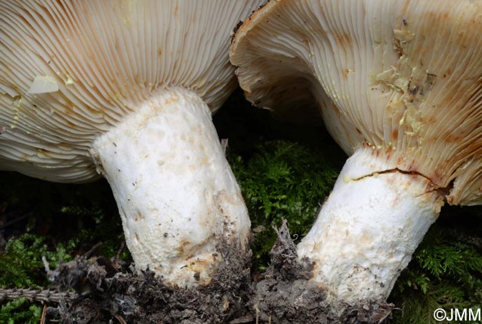 Lactarius intermedius